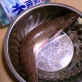 エソ 魚 の唐揚げ レシピ 作り方 By Kaerupukupuku 楽天レシピ エソ 魚 の唐揚げ レシピ 作り方 By Kaerupukupuku 楽天レシピ